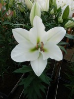 [3452 Tisento (W08 3008-02) No102.JPG]